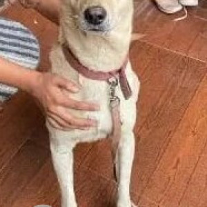 White Female Labrador Dog is Found from Dhanori Tushar Park-3