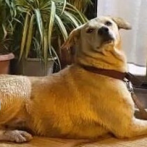 White Female Labrador Dog is Found from Dhanori Tushar Park-2