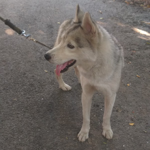 Found: White and Grey Female Husky Dog from Laggere-3