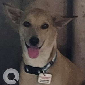 Missing: White Male Indie Dog from Krishna Residency Malad West-2