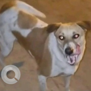 A White-Brown Mix Indie Dog Missing from Rajajinagar, Bengaluru