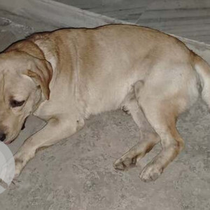 Found: Golden Male Labrador Dog from Kharar Landra, Anaj Mandi Road, Mohali, Punjab-2