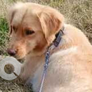 Missing: White Female Golden Retriever Dog from Dhanowali Village, Jalandhar