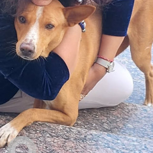 Missing: Brown Male Indie Dog from Mandur Village