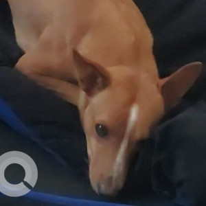 Missing: Brown Male Indie Dog from Mandur Village-2