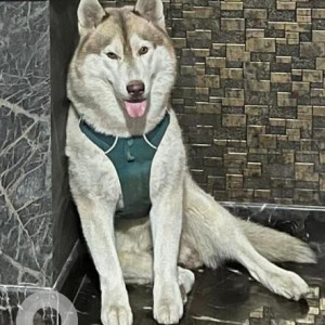 Missing: White-Brown Mix Male Husky Dog from Srinivasa Nagar, Ram Nagar, Madipakkam