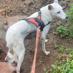 Missing: Black and White Male Indie Dog from Merces, Goa