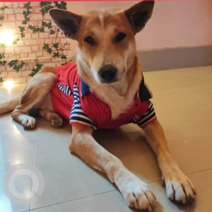 Missing: White-Brown Mix Male Indie Dog from Sanjogi By Lane,  Bhetapara, Beltola Road