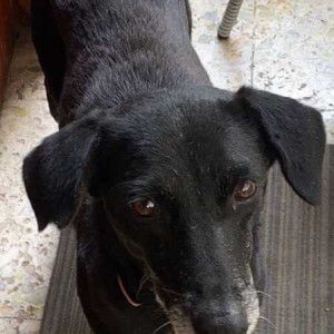 Missing: Black and White Female Indie Dog from Bhosale nagar , Pune university-4