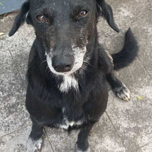 Missing: Black and White Female Indie Dog from Bhosale nagar , Pune university-3