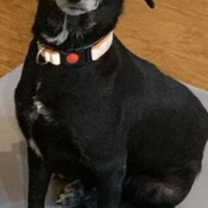 Missing: Black and White Female Indie Dog from Bhosale nagar , Pune university-2