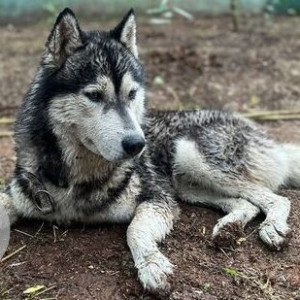 Missing: White and Grey Male Husky Dog from Fatima Nagar, Diamond bakery lane