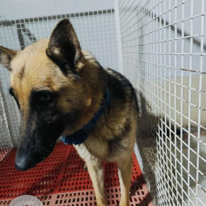 Found: Black and Brown Female German Shepherd Dog from Diamond water park, Lohegaon-2