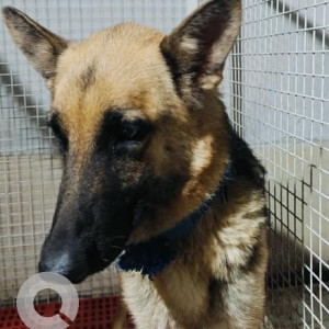 Found: Black and Brown Female German Shepherd Dog from Diamond water park, Lohegaon