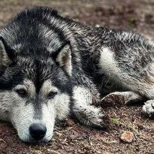 Missing: White and Grey Male Husky Dog from Fatima Nagar, Diamond bakery lane-2