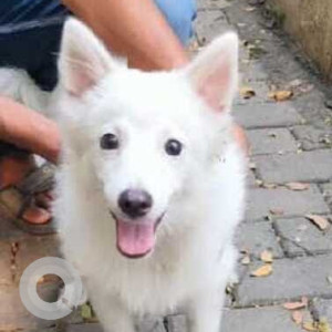 Found: White Male Pomeranian Dog from Lodha Splendora Cielo