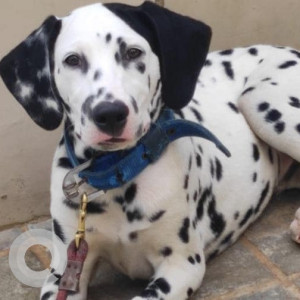 Missing: Black and White Female Dalmatian Dog from Patamata, Vijayawada, Andhra Pradesh-3