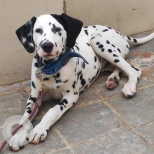 Missing: Black and White Female Dalmatian Dog from Patamata, Vijayawada, Andhra Pradesh-2