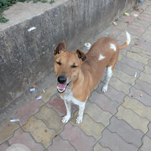 A White-Brown Mix Indie Dog Missing from J P North, Mumbai