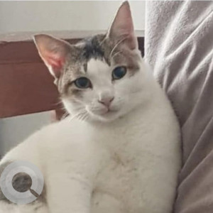 Missing: White and Grey Female Indie Cat from Madhushree Apartment, Sreyas Colony Road, Goregaon East