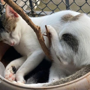 Missing: White and Grey Female Indie Cat from Madhushree Apartment, Sreyas Colony Road, Goregaon East-2