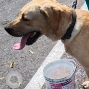 Found: White Male Labrador Dog from Madhavaram milk colony