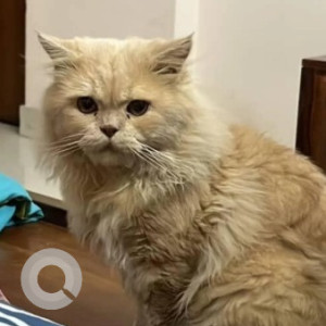 A Golden Persian Cat Missing from KENGERI, Bengaluru