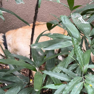 A White-Brown Mix Indie Dog Found from Deccan Gymkhana, Pune-2