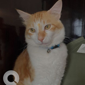 Missing: White-Brown Mix Male Indie Cat from Purva heights apartments exit, Bannerghatta road