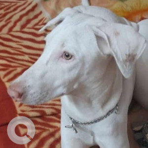 Missing: White Female Rajapalayam Dog from Bhadrakali Amman Temple, Selvapuram, Coimbatore-2