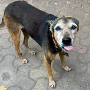 Missing: Black and Brown Female Indie Dog from Matunga