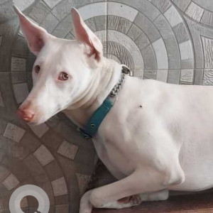Missing: White Female Rajapalayam Dog from Bhadrakali Amman Temple, Selvapuram, Coimbatore