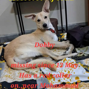 Missing: White-Brown Mix Male Indie Dog from Mohammad Wadi