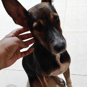 A Black and Brown Indie Dog Missing from Cherish home gate/ Old Viva college, Virar west