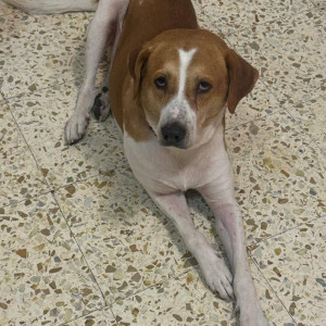 Missing: White-Brown Mix Male Indie Dog from Koregaon Park, Lane 5-2