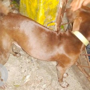 Found: Brown Female Dobermann Dog from Sector 1 Vashi near B and D type building