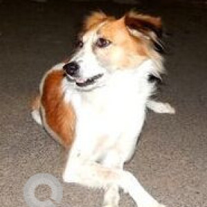 Missing: White-Brown Mix Female Indie Dog from Santosh hall, Sinhagad road