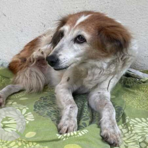 Missing: White-Brown Mix Female Indie Dog from Santosh hall, Sinhagad road-2