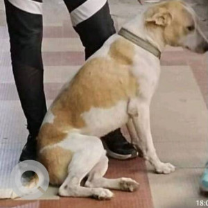 White-Brown Mix Male Indie Dog is Missing from Prathemesh Hills, Kolshet road-2
