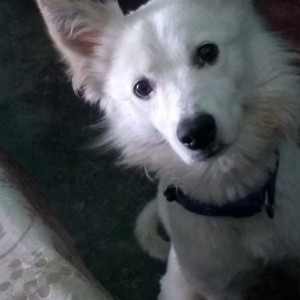 Missing: White Male Pomeranian Dog from Sultanpur