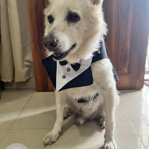 Missing: White Male Spitz Dog from Khese Park-2