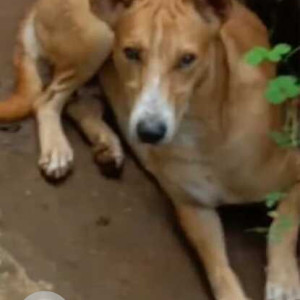Missing: Brown Male Indie Dog from Avanilaya Resort-2