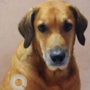 Missing: Brown Male Indie Labrador Mix Dog from Kanadia Dmart, Indore