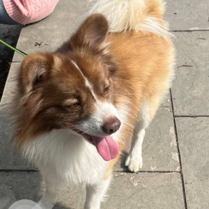 A White-Brown Mix Pomeranian Dog Missing from Daragaon Ward, Upper Tadong-2