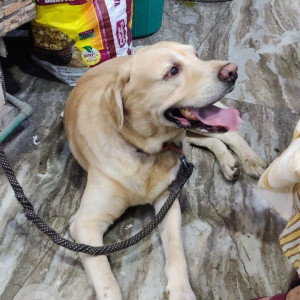 Missing: Light Brown Male Labrador Dog from Rajapuri, uttam nagar delhi-2
