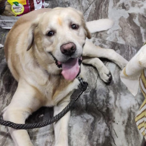 Missing: Light Brown Male Labrador Dog from Rajapuri, uttam nagar delhi