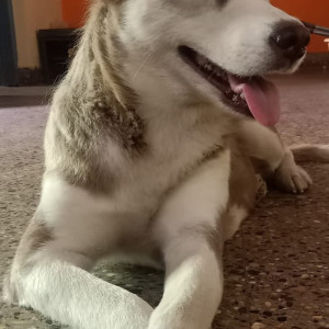 Missing: Light Brown Female Husky Dog from laggere Police Chowki-3