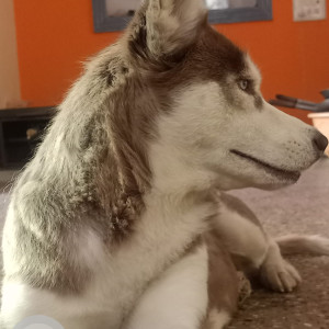 Missing: Light Brown Female Husky Dog from laggere Police Chowki-2