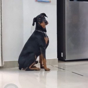 Missing: Black Male Doberman Dog from Essae Teraoka Private Limited-2