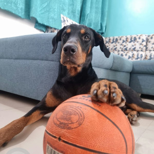 Missing: Black Male Doberman Dog from Essae Teraoka Private Limited